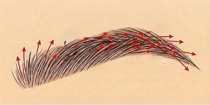 Illustration of the Natural Blueprint — the four-directional map of a natural eyebrow